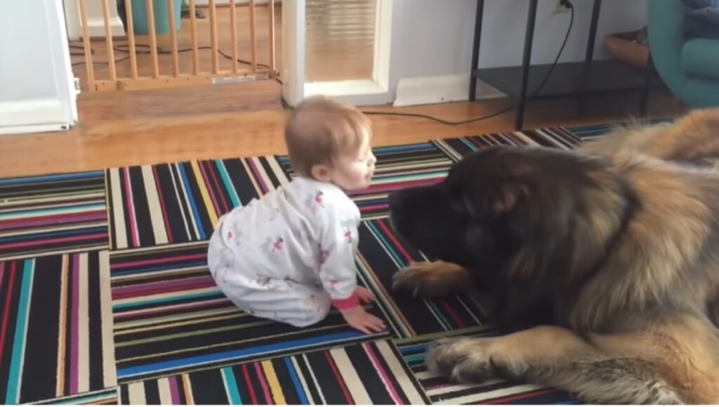 Leonberger con bambino