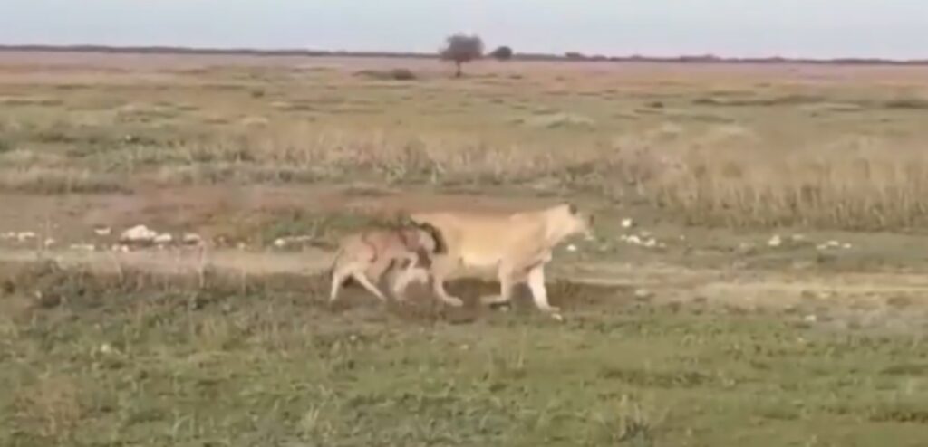 Leonessa aiuta piccolo gnu a tornare nel branco