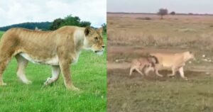 Leonessa mostra tutto il suo istinto materno nei confronti di un cucciolo di gnu (VIDEO)