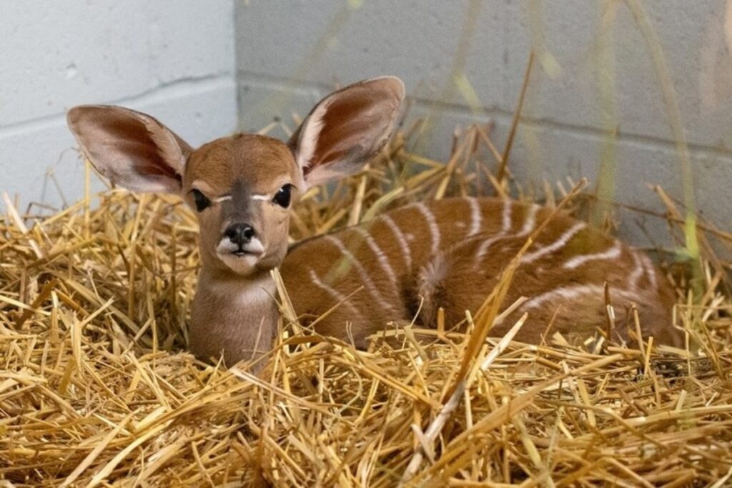 Nasce nuovo esemplare di Lesser Kudu