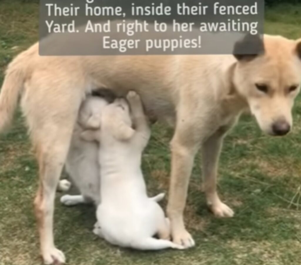 mamma cane insegue i cuccioli