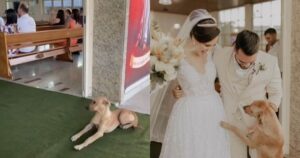 cane viene adottato dopo un matrimonio