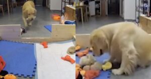 Golden Retriever neomamma cerca di confortare i suoi cuccioli con i loro giocattoli preferiti (VIDEO)