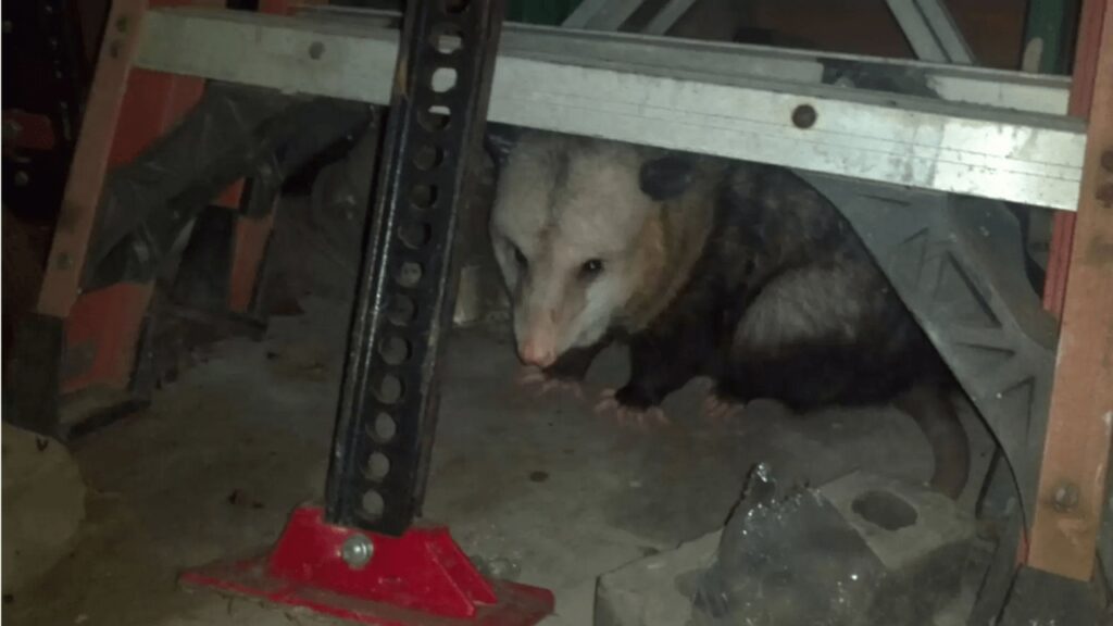 Opossum anziano si rifugia in un garage