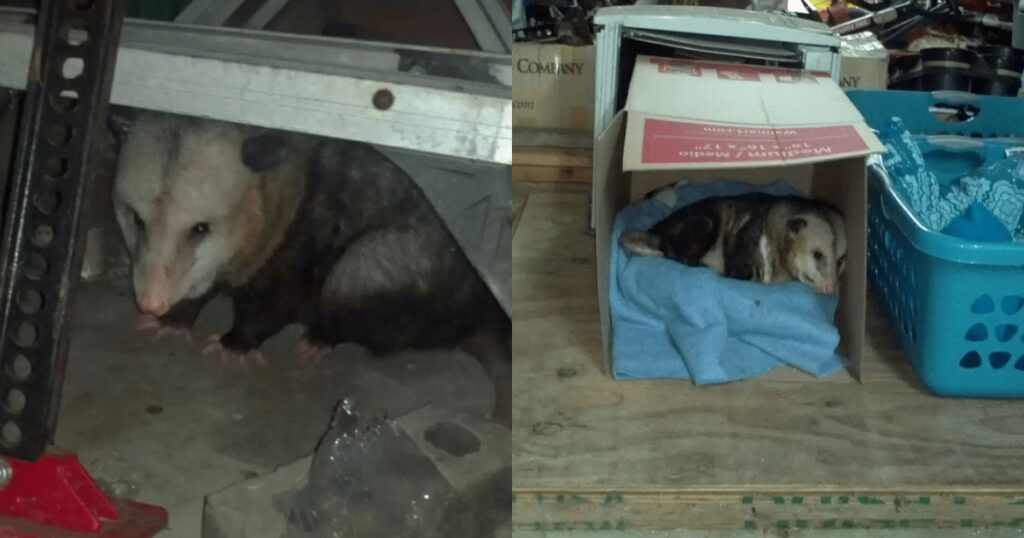 Opossum anziano si rifugia in un garage