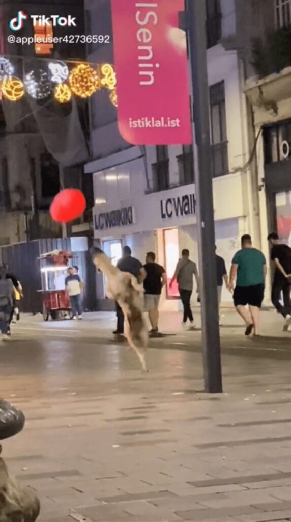 Cane gioca con palloncino a forma di cuore