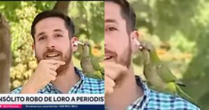 pappagallo argentino ruba cuffietta a giornalista
