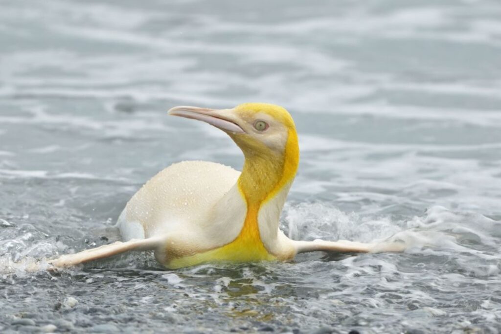 pinguino giallo reale