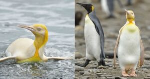 Incredibile: viene avvistato un pinguino giallo nell’isola della Georgia del Sud