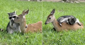 Un procione abbandonato stringe amicizia con un cerbiatto che ha perso la mamma