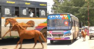 Puledro insegue un autobus con stampa di cavallo
