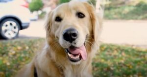 Golden Retriever di 5 anni passa la sua vita in un recinto fangoso