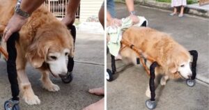 Si rifiutano di rinunciare al loro Golden Retriever anziano e gli costruiscono una sedia in modo che possa camminare (Video)