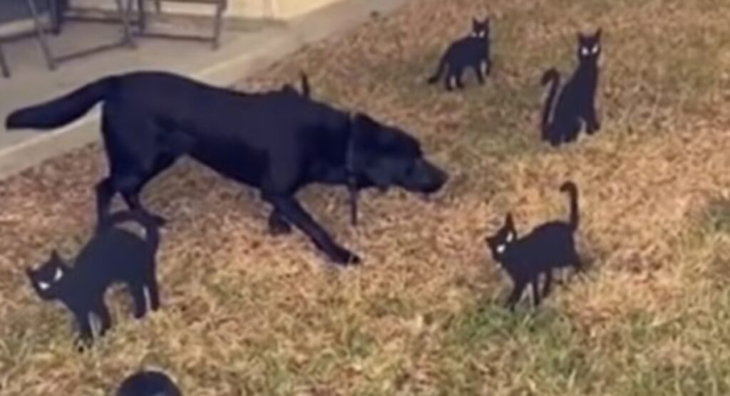 Simpatico labrador immobile