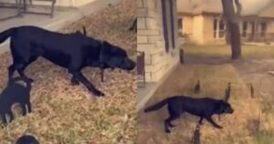 Simpatico Labrador finge  di essere una decorazione di Halloween (VIDEO)