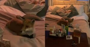 Sorpresa inaspettata: entra nella sua camera e trova una volpe sul letto (VIDEO)