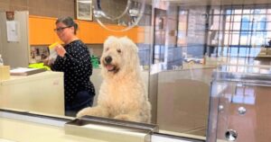 Cagnolino smarrito si prende cura della stazione di polizia per un po’