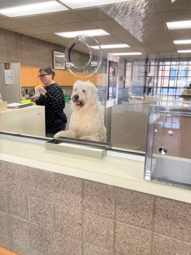 Cane lavora in stazione di polizia