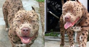 Unico nel suo genere: Titus il pitbull che sembra un ghepardo