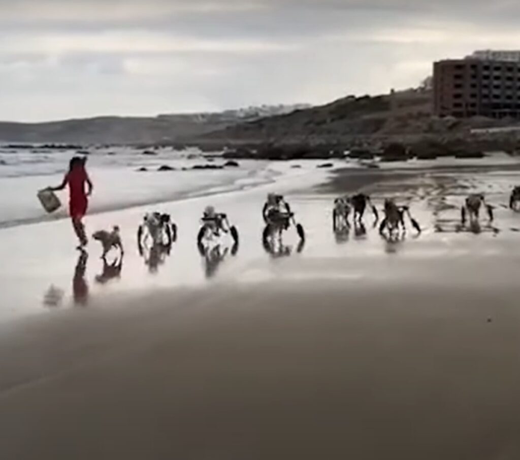18 cani disabili sulla spiaggia