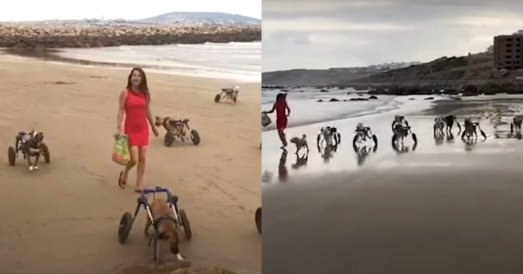 18 cani disabili sulla spiaggia