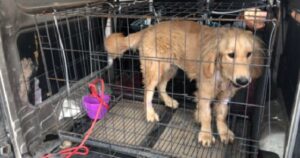 20 Golden Retriever salvati dal mercato della carne in Cina: “Non sanno più essere cani” (VIDEO)
