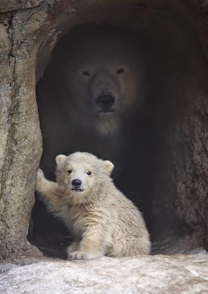 I 10 scatti di animali con i figli più belli del web