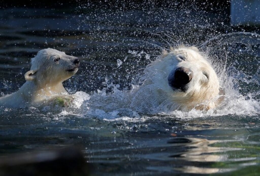 I 10 scatti di animali con i figli più belli del web