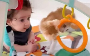 Dolci gattini domestici sono felici di scoprire le cose della vita con il loro fratellino umano (VIDEO)
