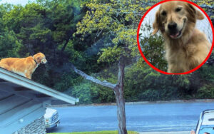 Golden Retriever con un’abitudine strana tanto da spaventare i vicini di casa