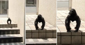 Il mistero sui social di questo corvo che dall’aspetto sembra un gorilla (VIDEO)