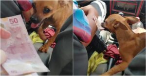 Chihuahua ha imparato a farsi pagare al Taxi per aiutare il suo proprietario con il lavoro (VIDEO)
