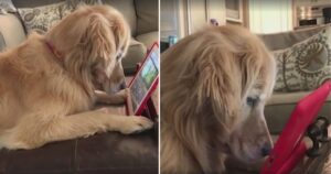 Golden Retriever ha un Hobby tecnologico e fa impazzire il web