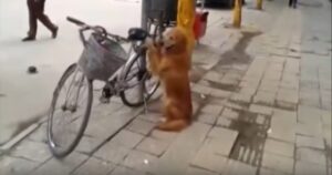 Golden Retriever stupisce il suo proprietario per il modo in cui si prende cura della sua bicicletta (VIDEO)