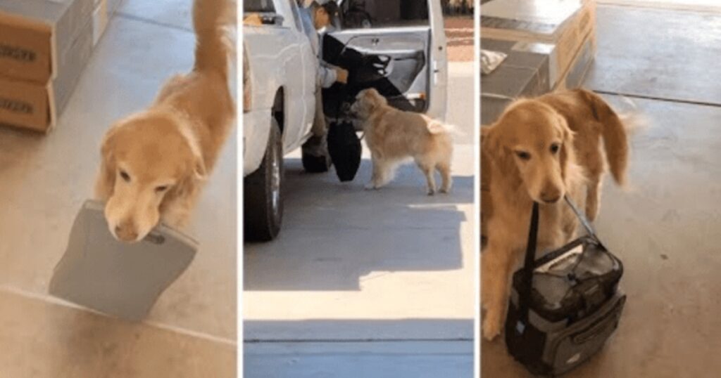 Golden retriever aiuta il suo proprietario a disfare le valigie
