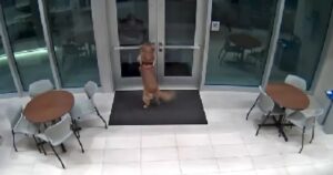 Golden Retriever apre la porta a un vigile del fuoco per permettergli di salvare le persone dall’incendio (VIDEO)