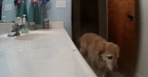 Golden Retriever scappa in bagno terrorizzato per superare il suo trauma e viene ripreso (VIDEO)