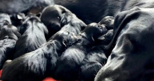Labrador Retriever mamma doveva partorire 6 cuccioli, ma ha stupito tutti quando ha avuto un parto XXL