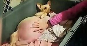 Cucciola di chihuahua abbandonata incinta ha stupito tutti 5 giorni dopo entrando in travaglio