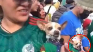 Cane chihuahua si agita e morde un giornalista quando dice “Messi” la sua squadra aveva appena perso (VIDEO)