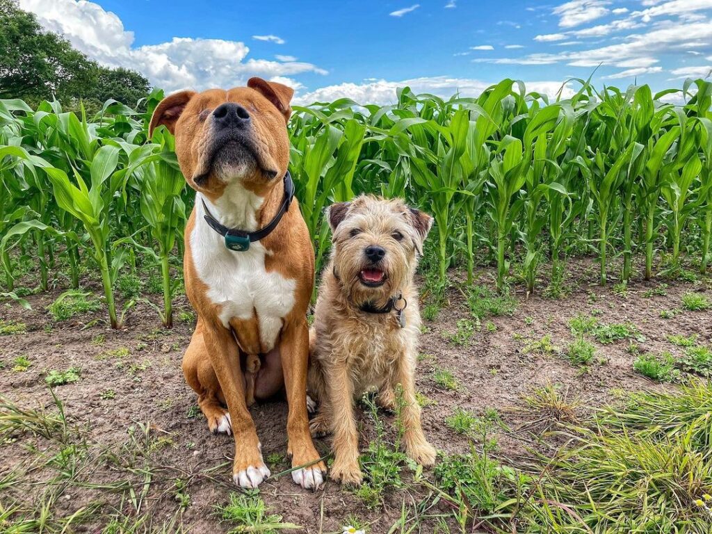 cane cieco con il suo amico guida