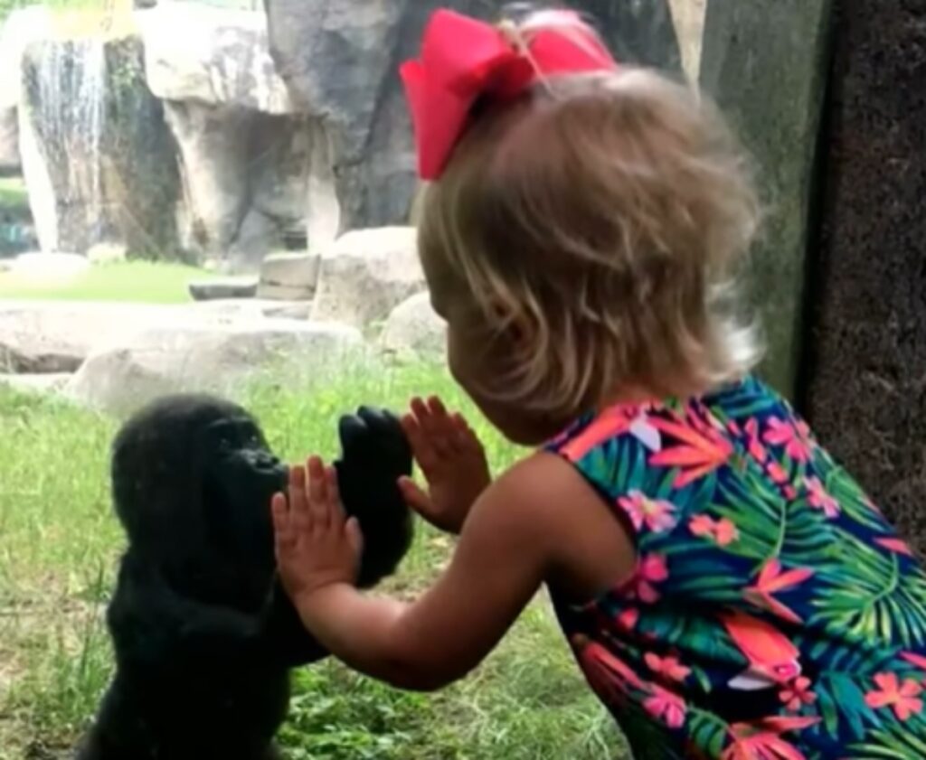 bambina gioca con gorilla di pianura occidentale