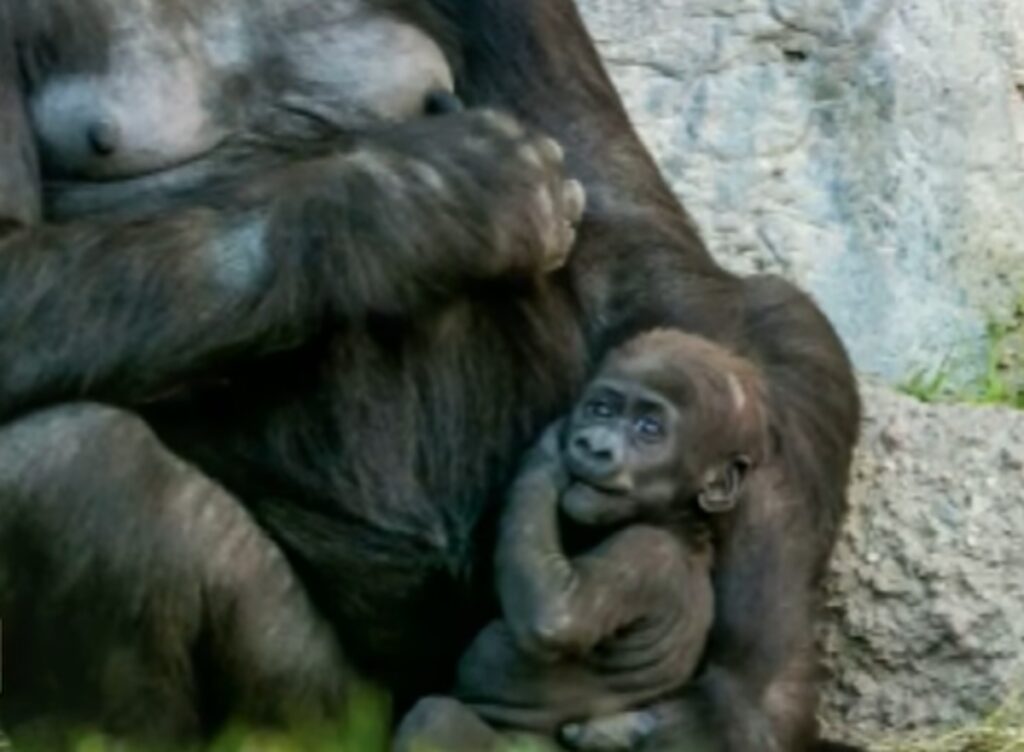 bambina gioca con gorilla di pianura occidentale