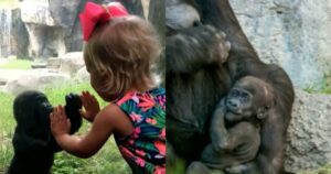 bambina gioca con gorilla di pianura occidentale