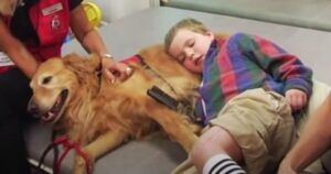 Tutti credevano che il bambino sarebbe morto dopo l’incidente, ma il Golden Retriever lo ha salvato