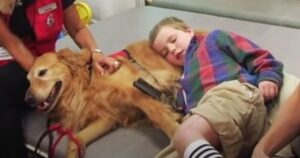 Tutti credevano che il bambino sarebbe morto dopo l’incidente, ma il Golden Retriever lo ha salvato