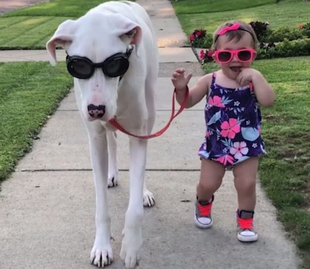 Cagnetta sordo-cieca stringe amicizia con una bambina