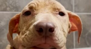 Salva la cagnolina Roo e le regala una famiglia perfetta; una storia dolcissima (VIDEO)