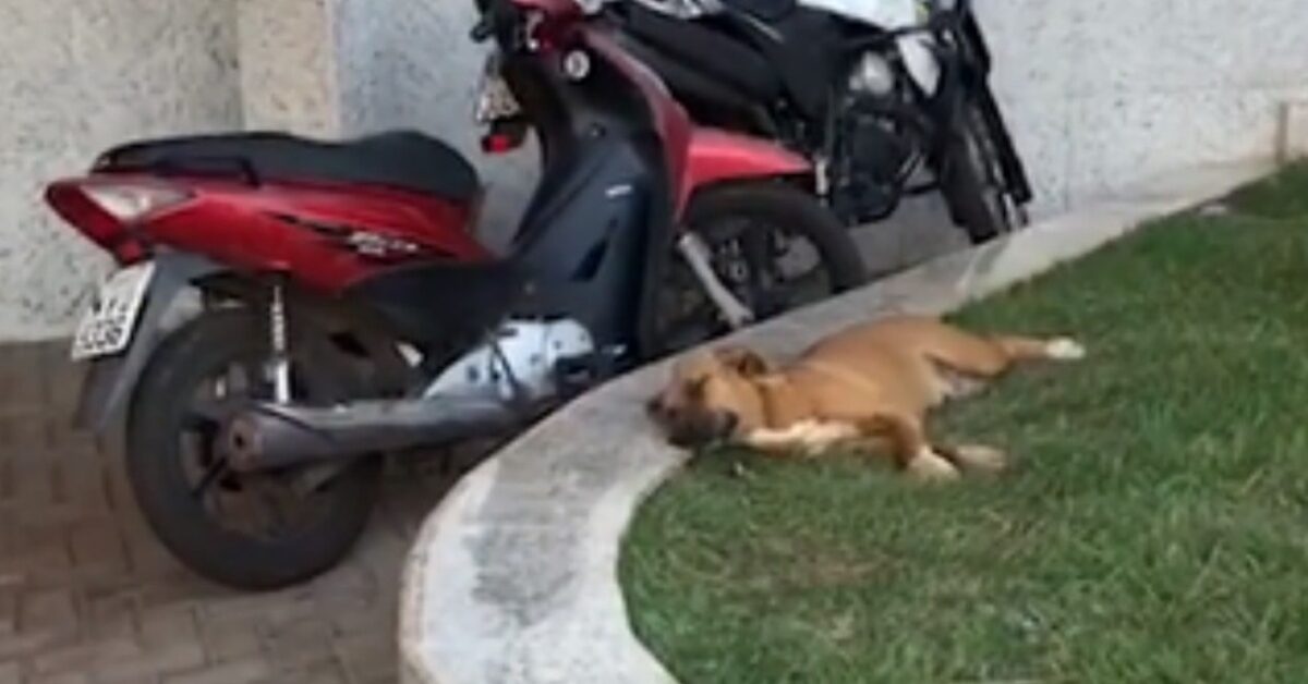 Cagnolina ha aspettato in ospedale senza sapere che il suo proprietario ...