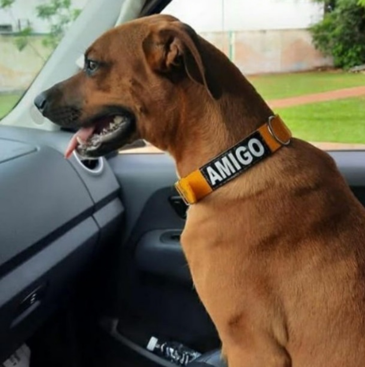 Cagnolina ha aspettato in ospedale senza sapere che il suo proprietario ...